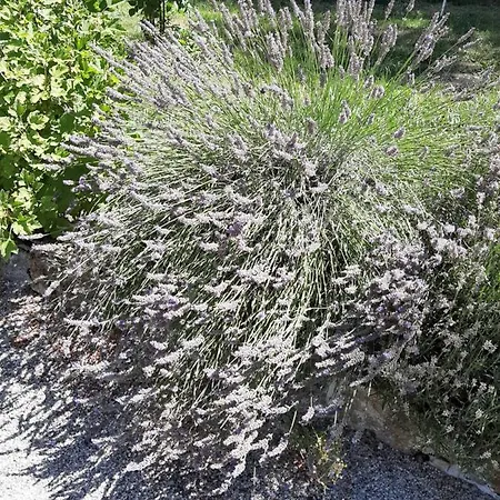 Frühstückspension Le Grand Noyer