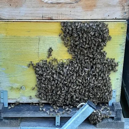 Nocleg ze śniadaniem Le Grand Noyer Ambronay